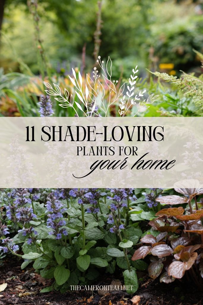 11 Shade-Loving Plants for Your Home
