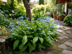Brunnera (Brunnera macrophylla)