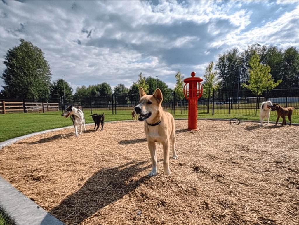 Dog Park