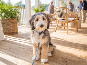 Dog at an Open House