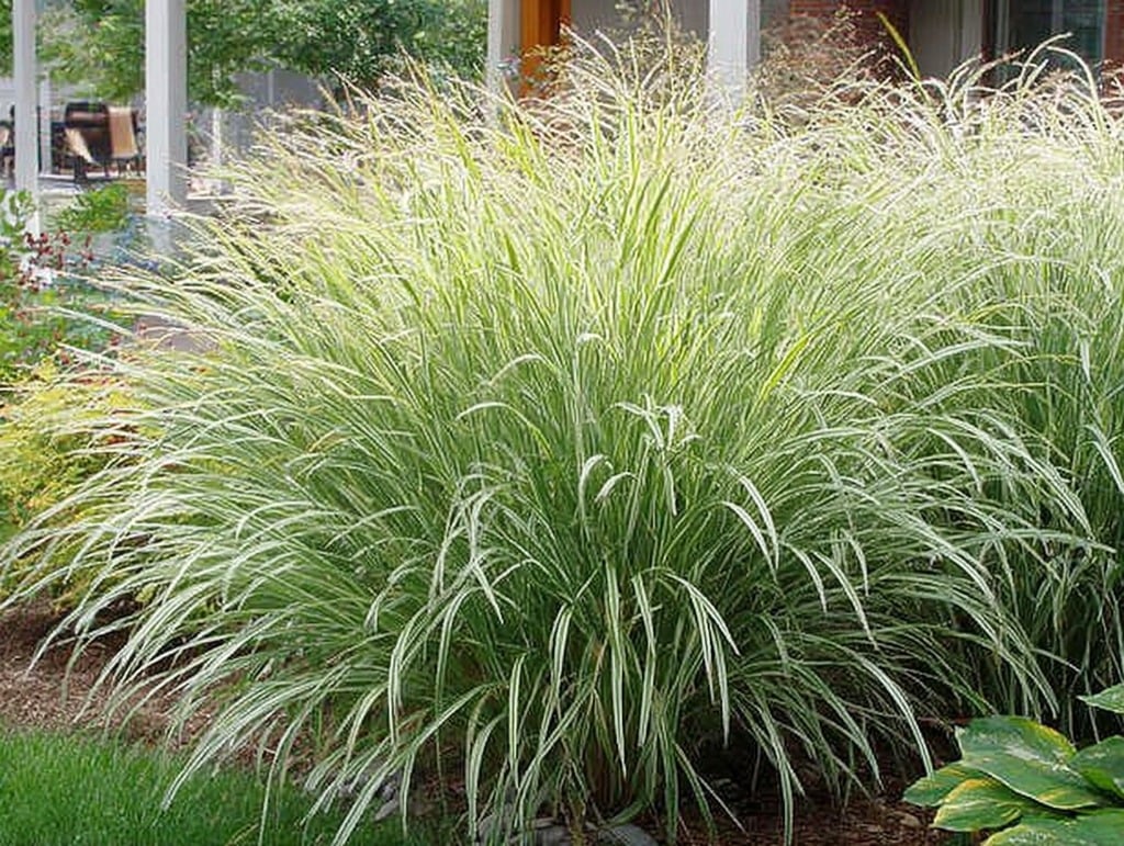 Japanese Silver Grass