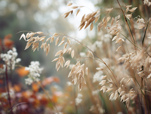 Northern Sea Oats