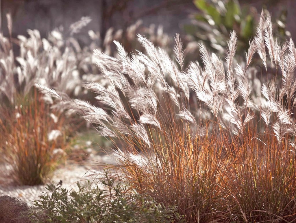 Silver Beardgrass