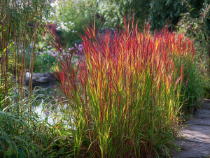 Switchgrass