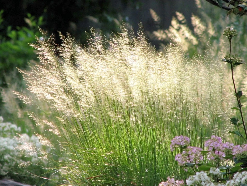 Tufted Hairgrass