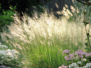 Tufted Hairgrass