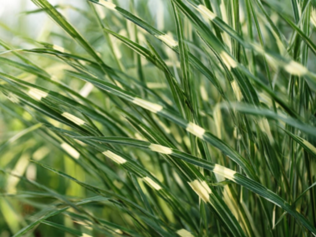 Zebra Grass