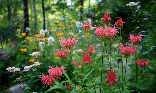 Summer-Strong: Plants That Thrive in North Carolina's Heat