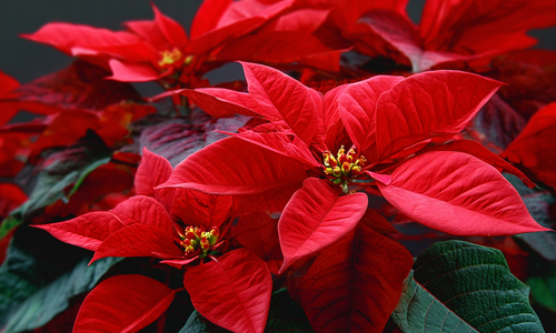 The History of the Poinsettia: How This Mexican Plant Became &hellip;