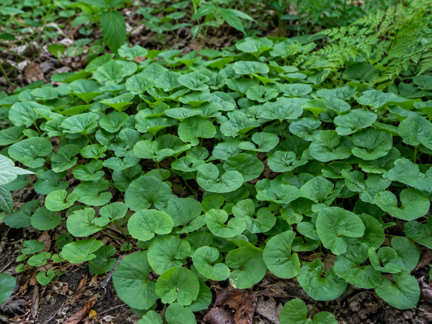 Asarum canadense