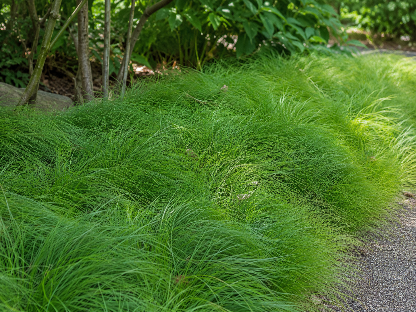 Carex pensylvanica