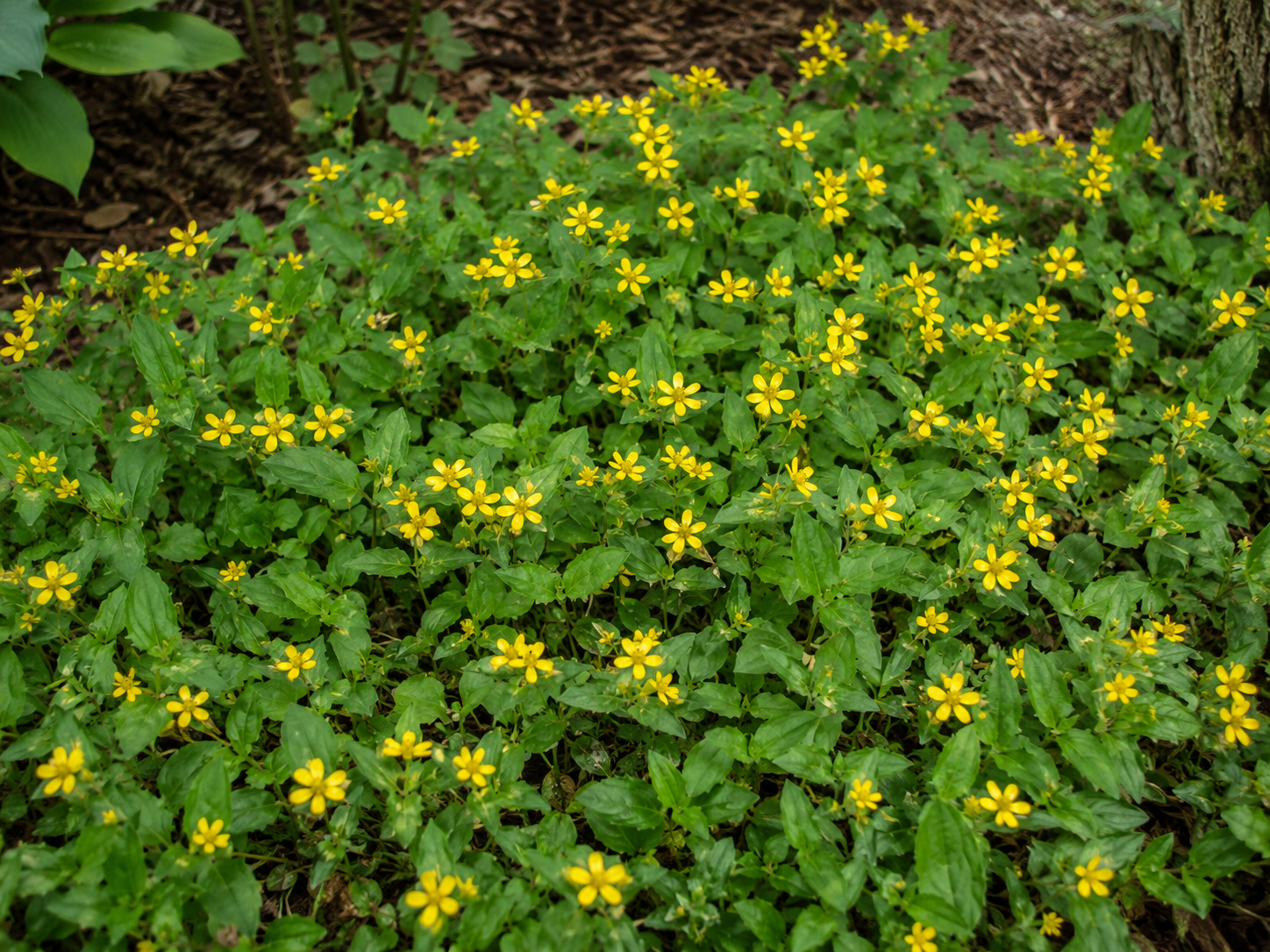 Chrysogonum virginianum