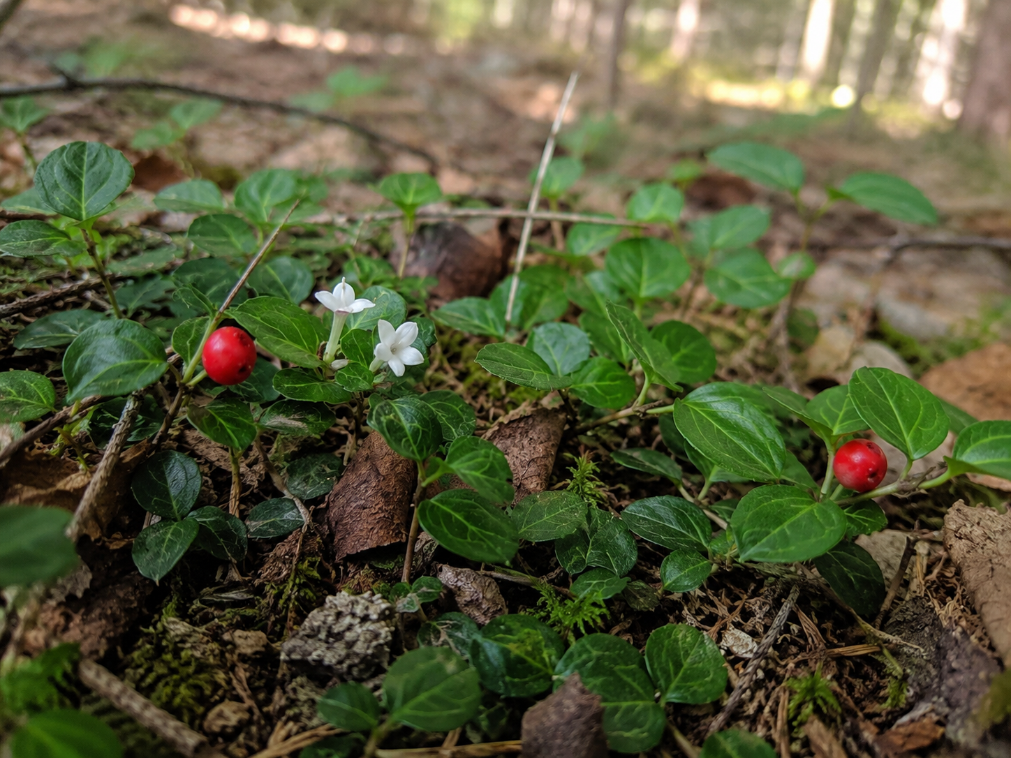 Mitchella repens