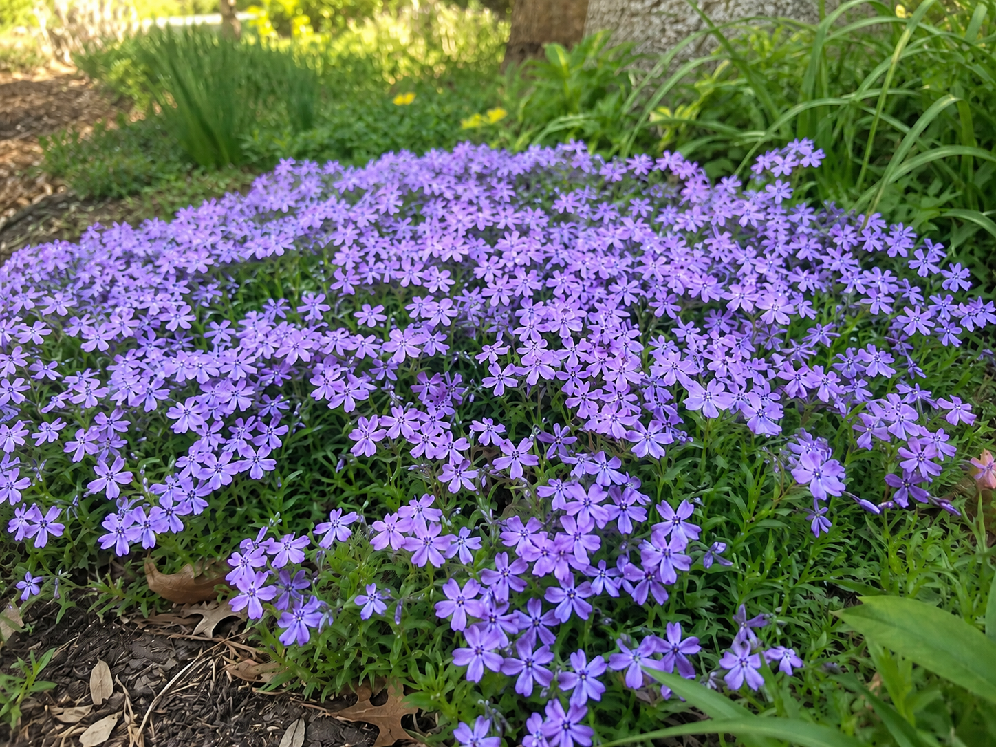Phlox stolonifera