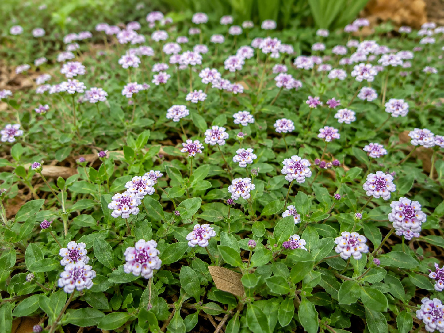 Phyla nodiflora