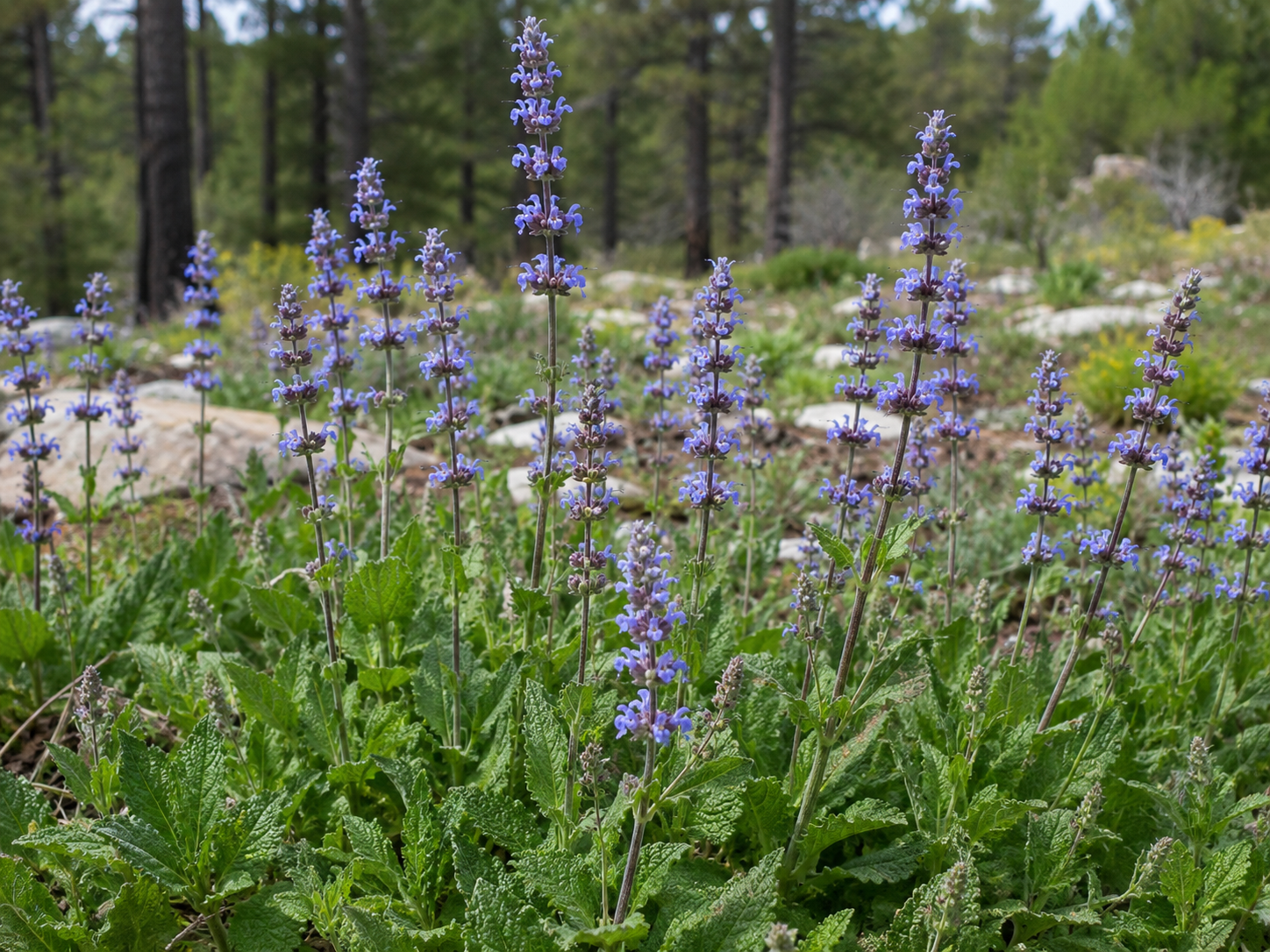 Salvia lyrata