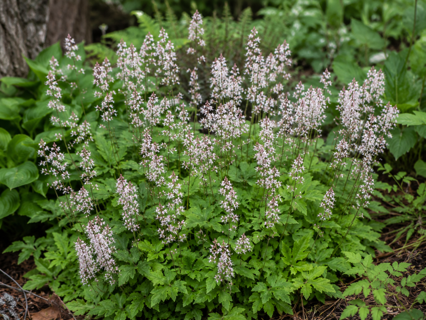 Tiarella cordifolia