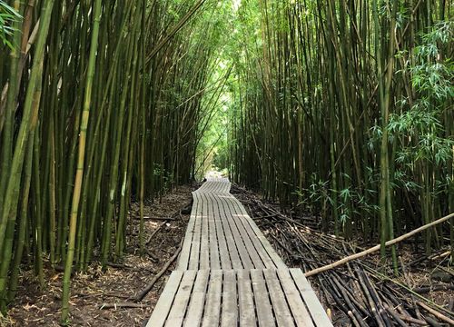 Bamboo Boardwalk