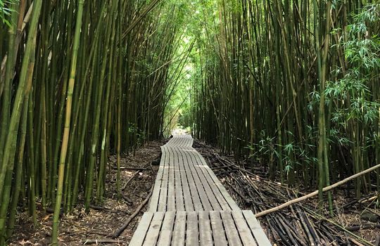 Bamboo Boardwalk