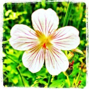 Highlands-NC-wildflowers