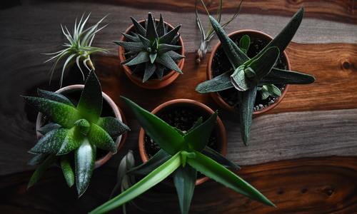 Low Maintenance Houseplants for your Ski…