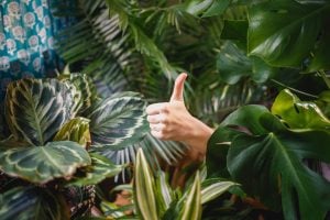 Person Among Plants