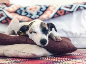 Dog Taking a Nap