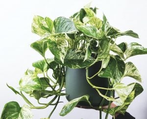 Pothos Plant