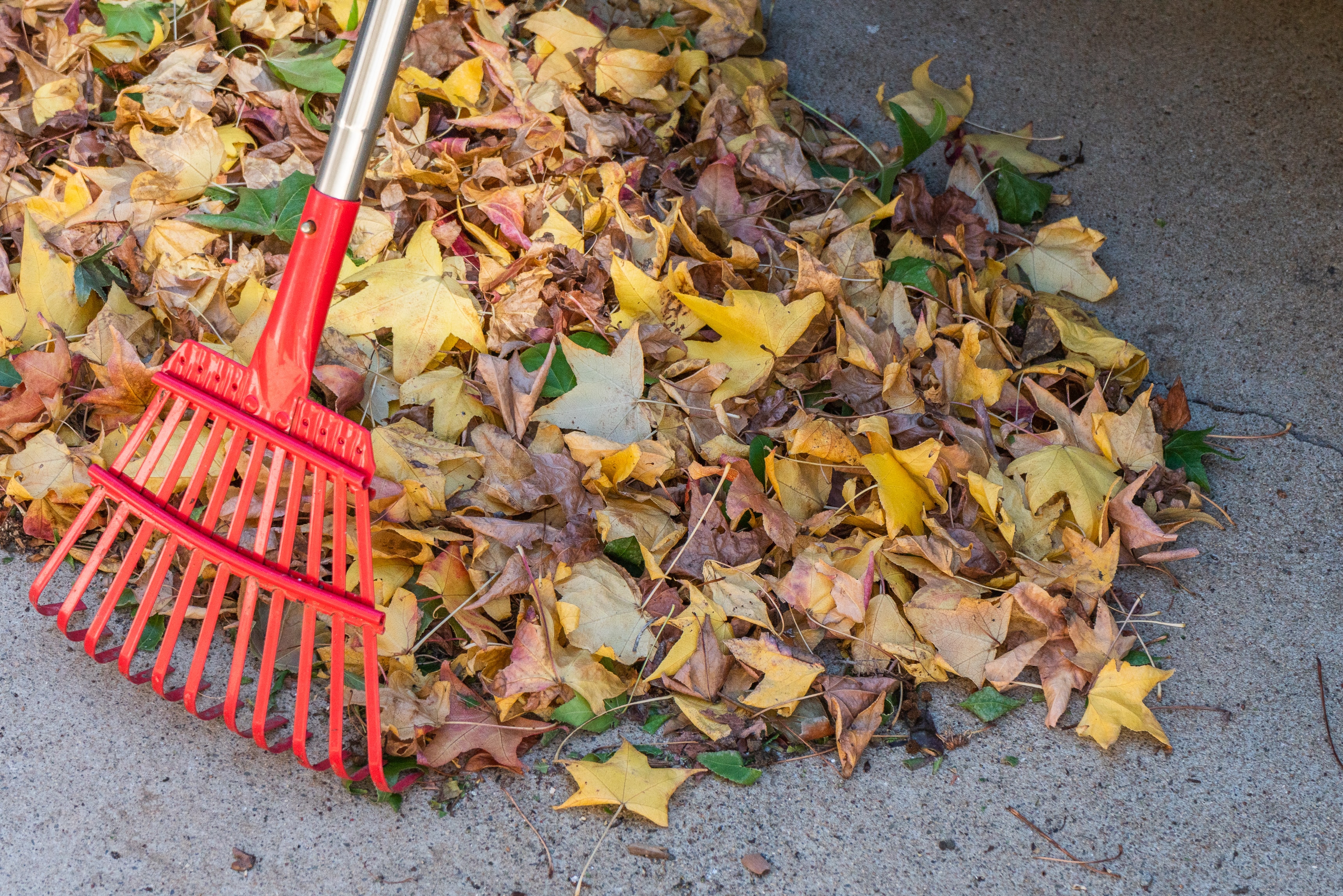 autumn leaves with rake
