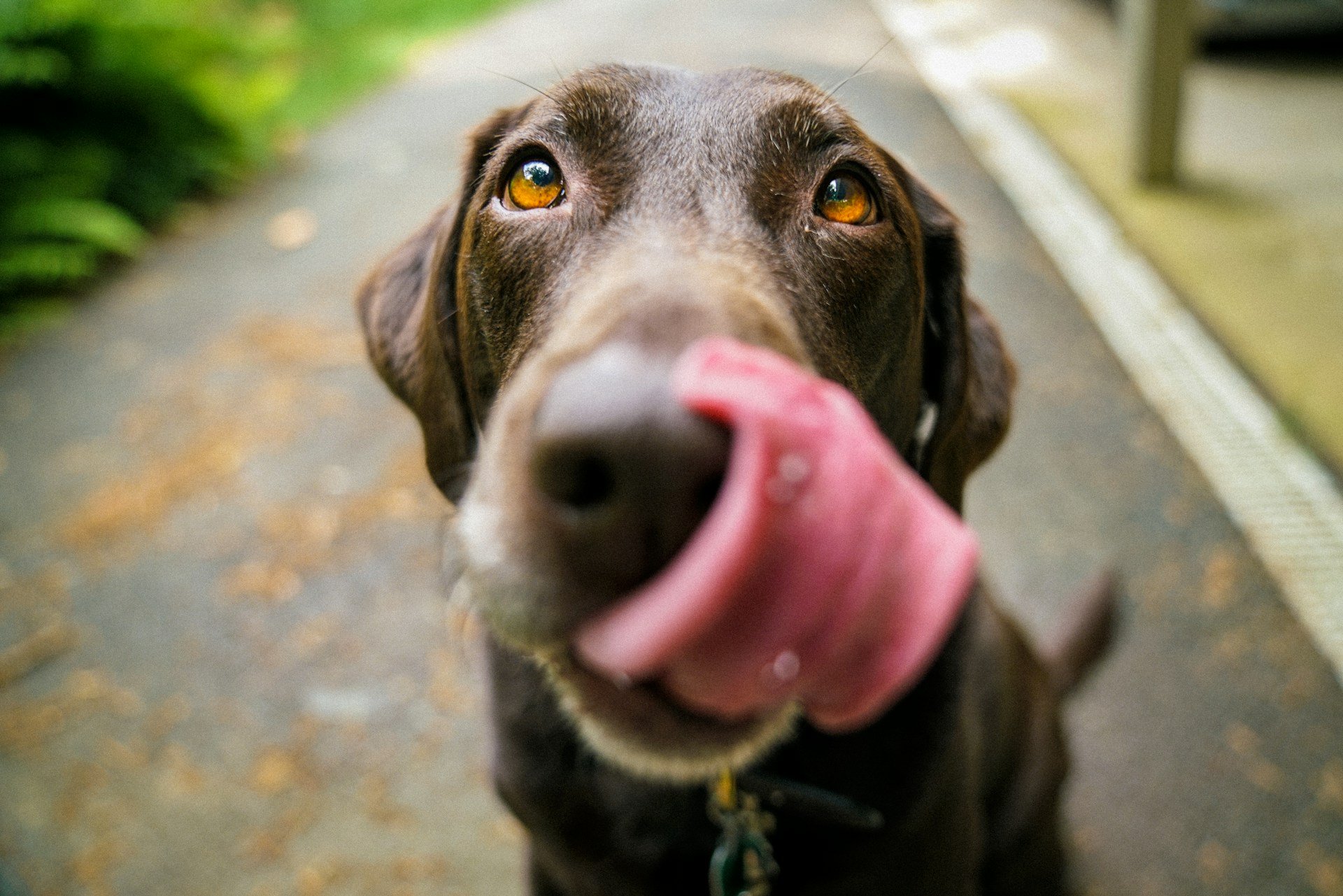 happy dog