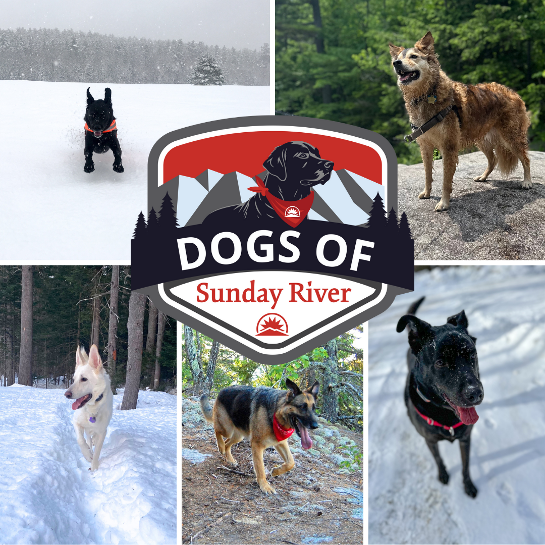 Dogs of Sunday River (1)