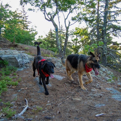 Pet-Friendly Adventures Around Sunday River
