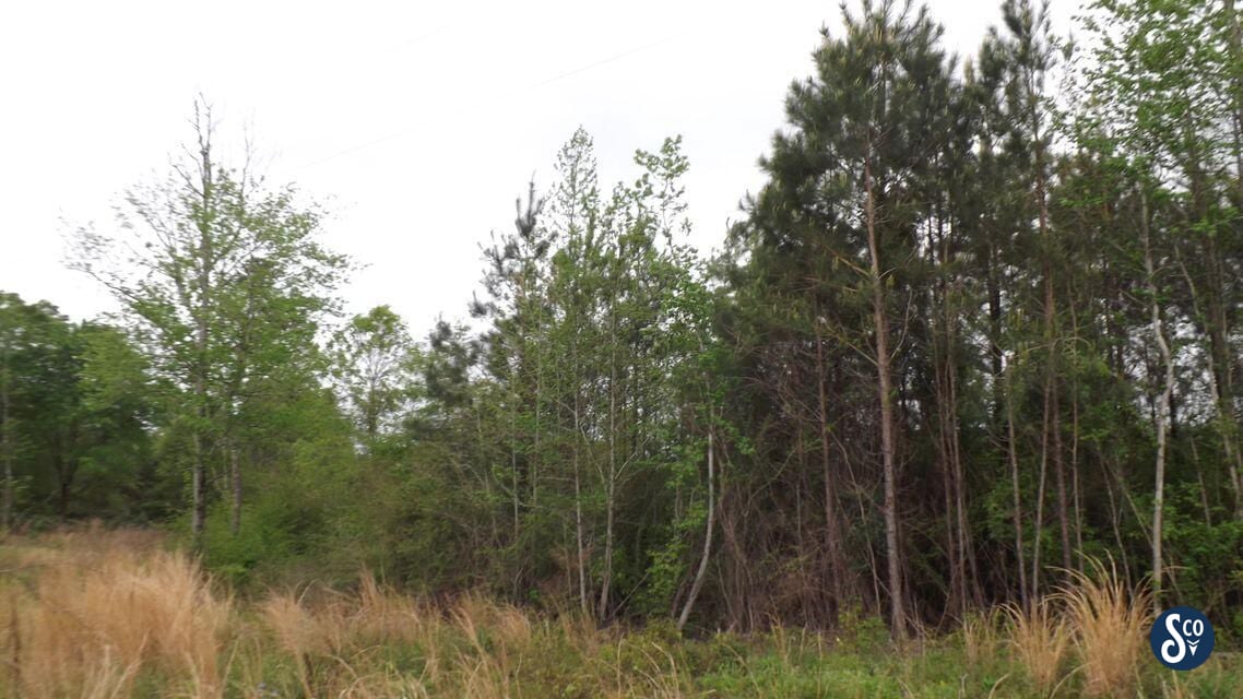 25 +/ acres Jefferson Davis County, MS 39656 South & Company Properties