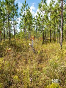 200-Forrest-Luther-Carter-Rd-108