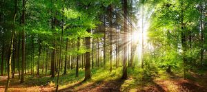 AdobeStock_255174366_sunlight-in-forest_r4w