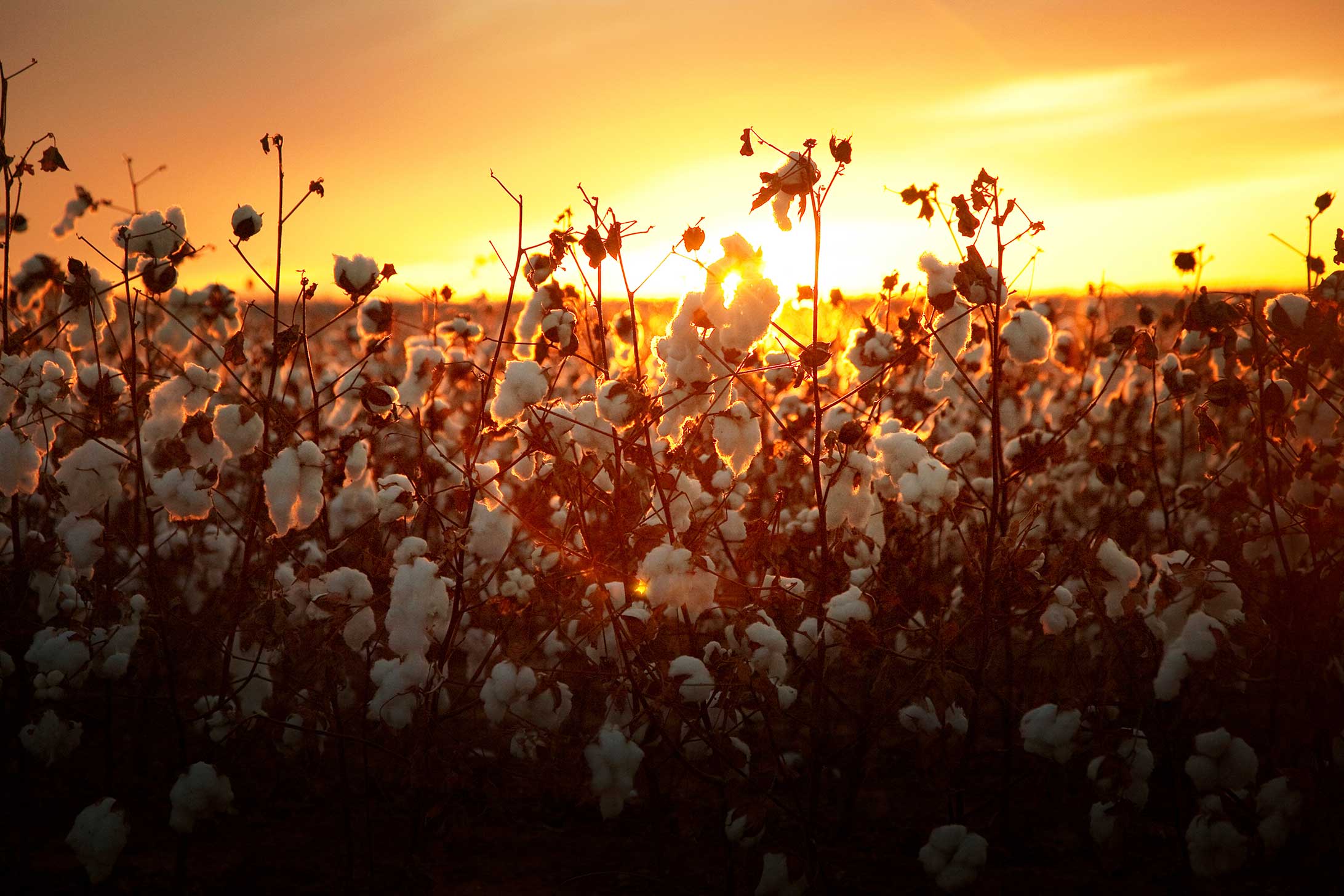 Overview of Mississippi agriculture industry