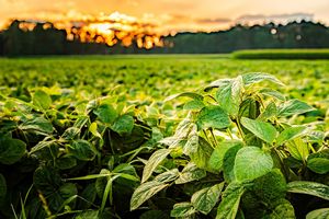 Overview of Mississippi agriculture industry