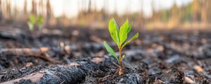 Prescribed burning in Mississippi’s Southern Pine Forest with a controlled fire improving forest health