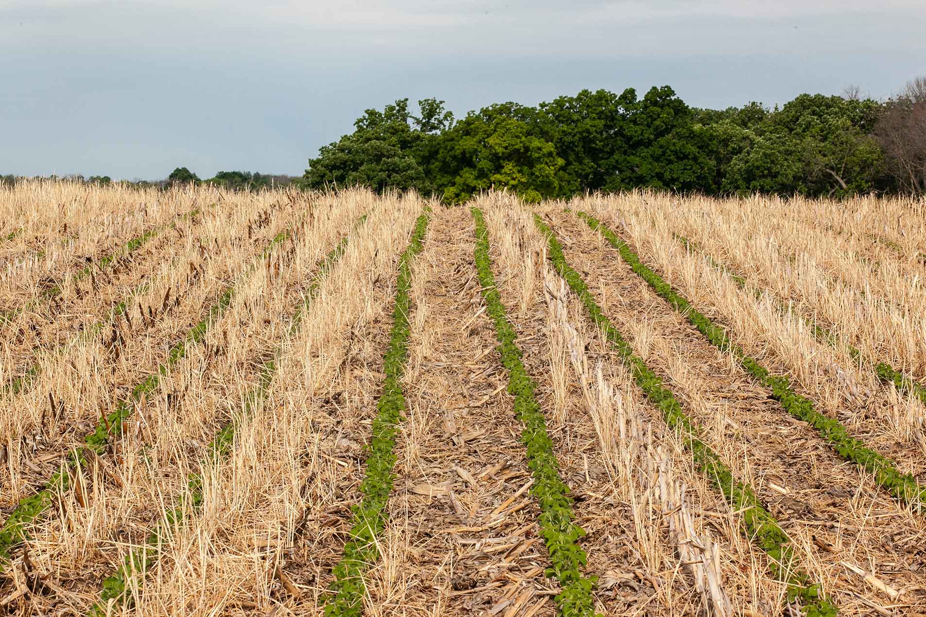 Emerging trends in Mississippi agribusiness