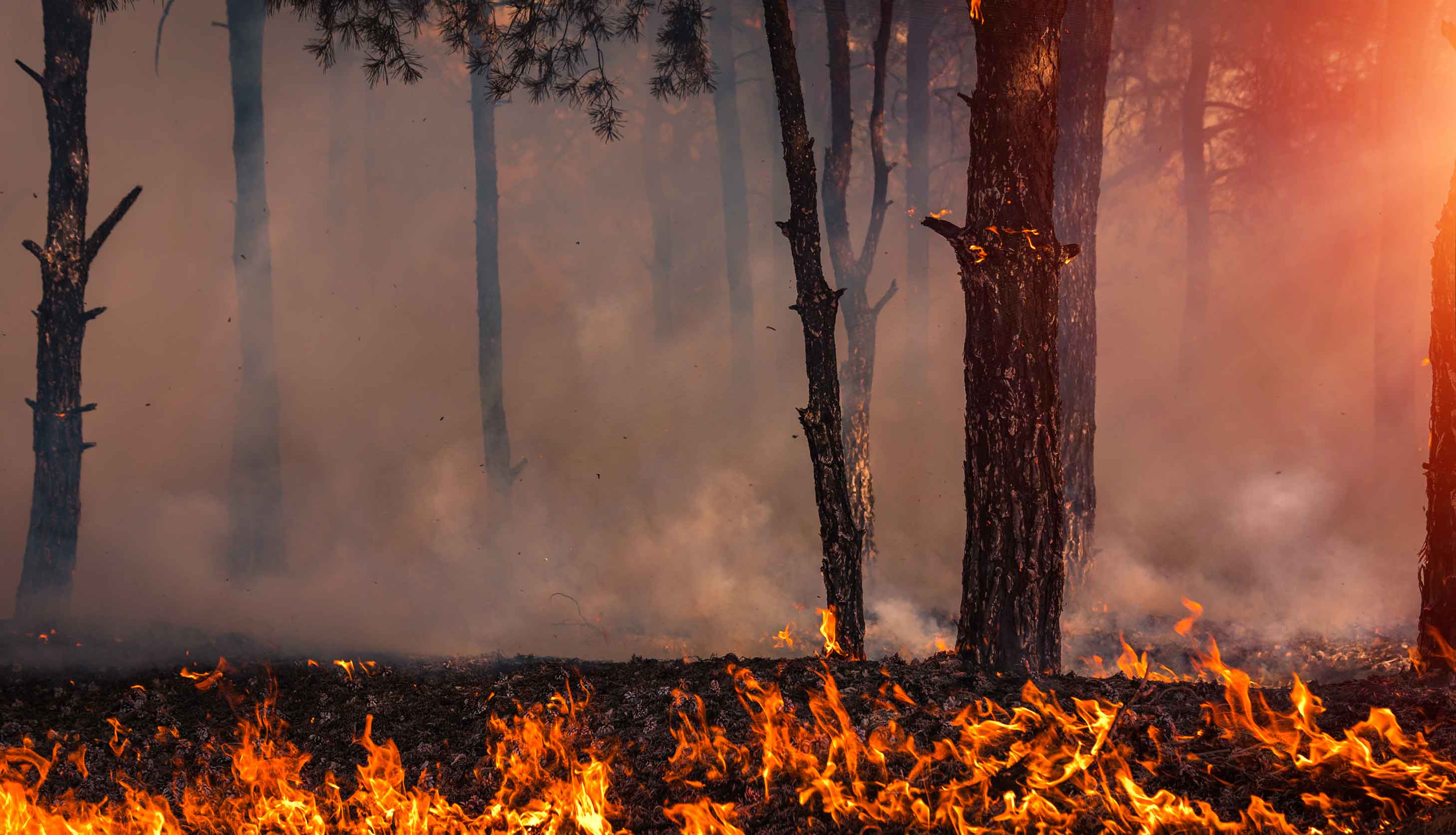 Prescribed burning in Mississippi’s Southern Pine Forest with a controlled fire improving forest health