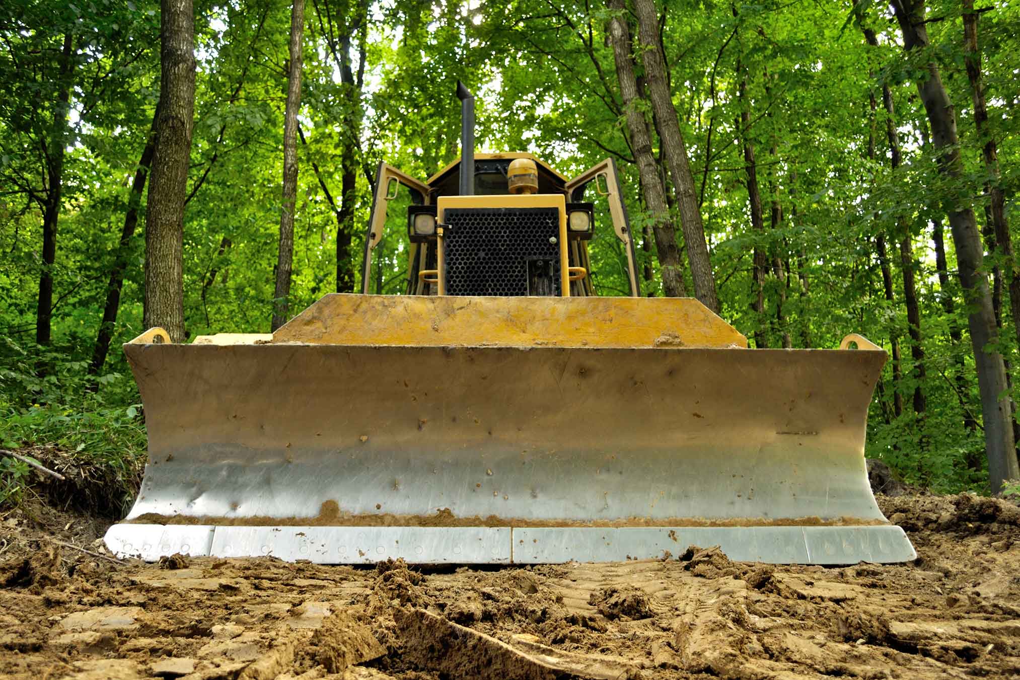 Firebreaks used in prescribed burning to safely control fires and protect timberland in Mississippi.