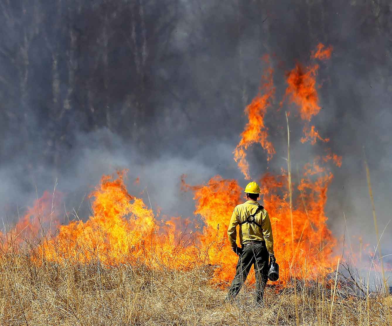 Prescribed burning in Mississippi’s Southern Pine Forest with a controlled fire improving forest health