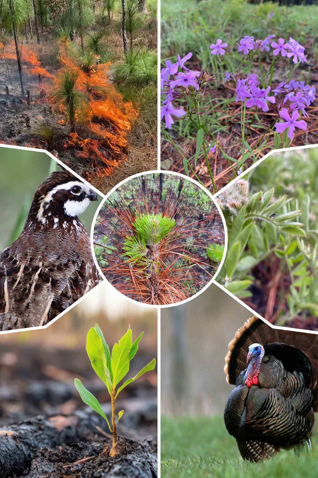 Wild turkeys and quail benefiting from prescribed burning in Mississippi’s Southern Pine Forest.