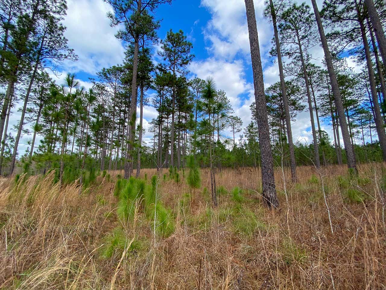 Longleaf-Seedlings