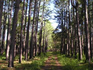 Mississippi timberland with pine and hardwood trees, illustrating the economic and environmental value of forestry