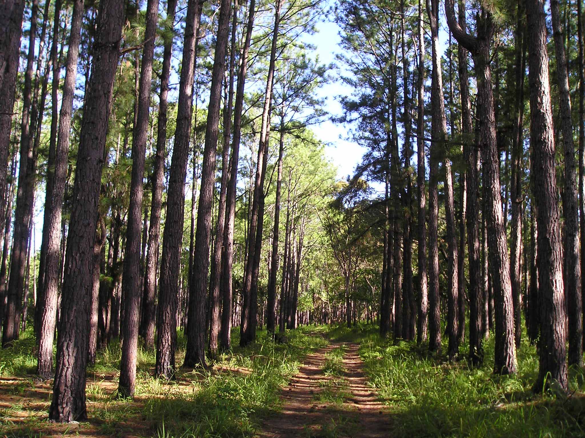 Mississippi timberland with pine and hardwood trees, illustrating the economic and environmental value of forestry