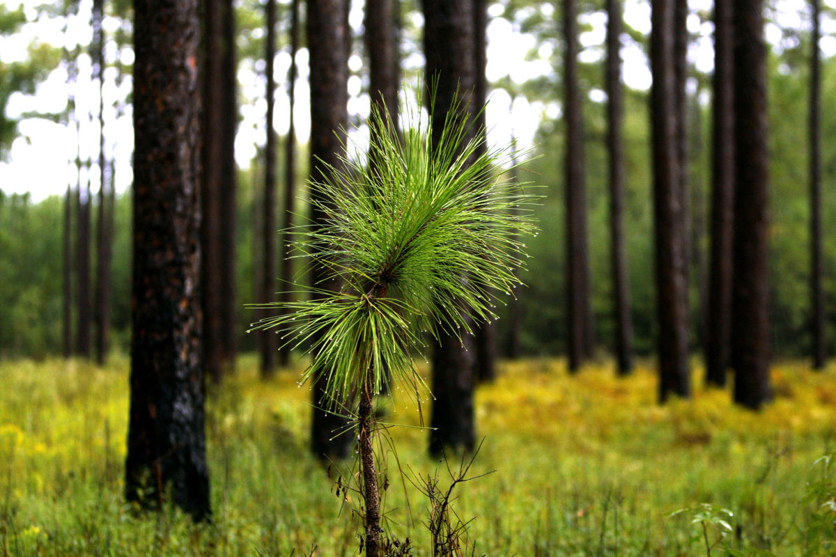 Southern Pine Forest