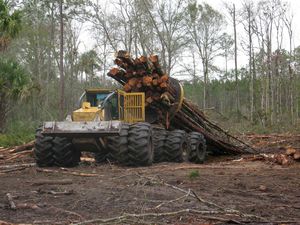 Mississippi timberland with pine and hardwood trees, illustrating the economic and environmental value of forestry