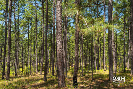 00_Purvis_to_Baxterville_Rd_LowRes-9