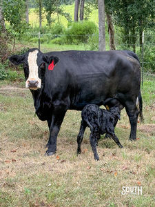 newborn calf